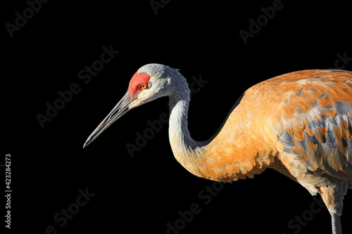 Sandhill crane bird isolated on black background