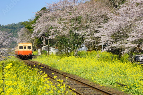 春の小湊鉄道 桜と菜の花に埋まる上総大久保駅