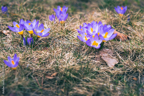 Kolorowe krokusy wczesną wiosną