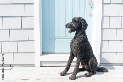 Portrait of black standard poodle dog against a residential blue door