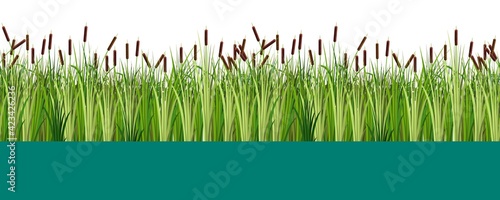 Vector reed and cattail plants in the lake or swamp water seamless pattern. Flat vector illustration for design props.