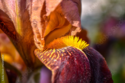 Macro photo of nature blooming flower unusual orange iris. Macro shot. A detail shot for websites and marketing materials. Iris flower growing in the garden in spring. Beautiful unique blooming.