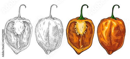 Whole and half pepper habanero. Vintage hatching vector illustration.