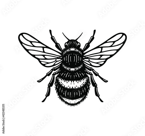 illustration of honey bee in style doodle vintage design