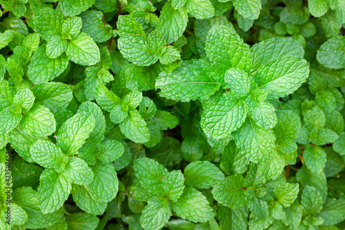 Peppermint or Mentha x piperita