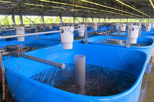 Amur sturgeon (Acipenser schrenckii) fingerlings in the hatchery incubator. Fish farm for artificial breeding of sturgeon. Jewish Autonomous region, far East, Russia.