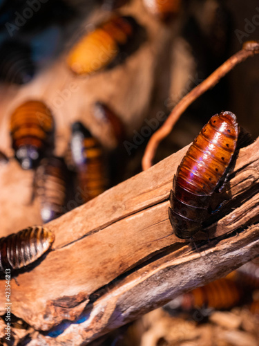 cockroach at wood