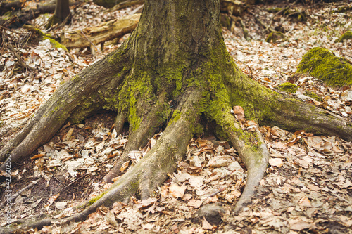 Perzowa Góra Las wiosna Marzec liście mech konary stare drzewa bajkowo