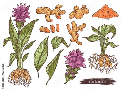 Hand drawn set turmeric or curcuma plant, engraving vector illustration isolated.