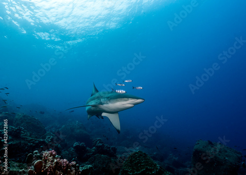 Silky shark (Carcharhinus falciformis) at Wolf Island of Galapagos lives up to its name with smooth lines and graceful movements.