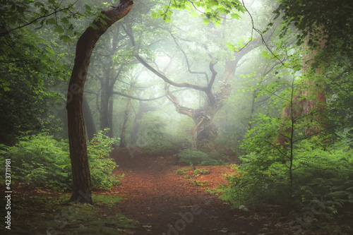 A moody, ethereal lush woodland forest and twisted oak tree in atmospheric misty fog at Ravelston Woods in Edinburgh, Scotland.