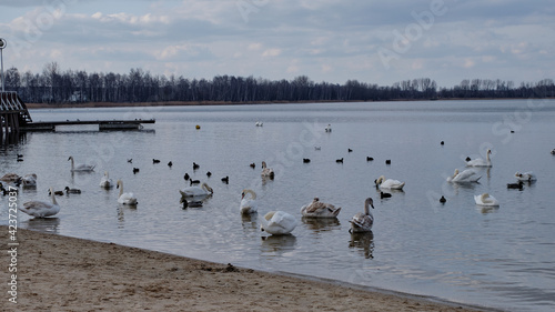 Łabędzie i kilka gatunków ptaków nad brzegiem jeziora 