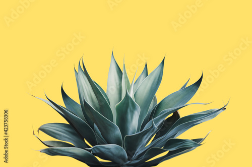 Fox Tail Agave Plant in Blue Tone Color on Yellow Background
