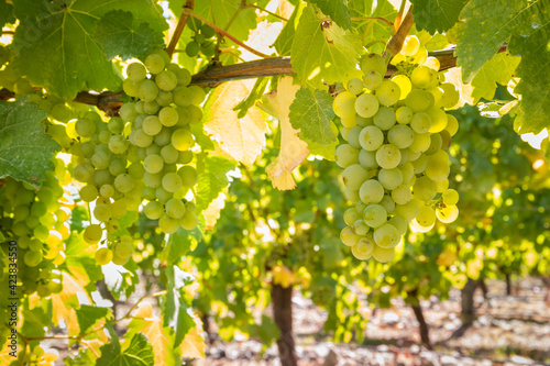 closeup of ripe Sauvignon Blanc grapes hanging on vine in vineyard at harvest time