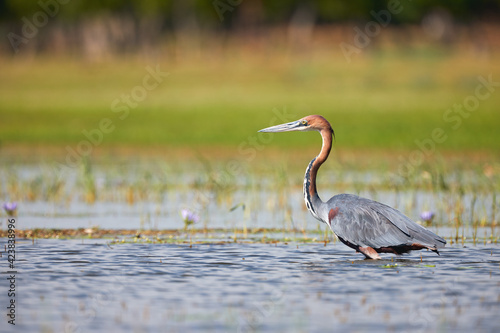 Goliath heron (Ardea goliath), the giant heron.