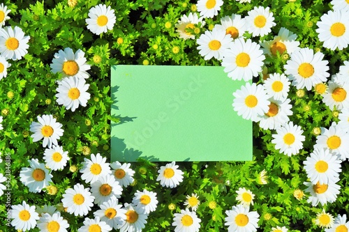たくさんのノースポールの白い花と緑の何も書かれていない長方形のカードのモックアップ