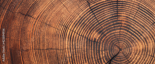 saw cut texture with annual rings and cracks. old tree stump as background