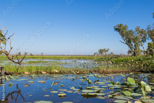 Australian Billabong, wetland in the Northern Territory
