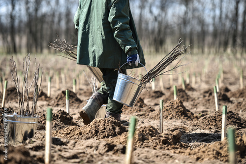 Planting trees on arid soil to fight against desertification