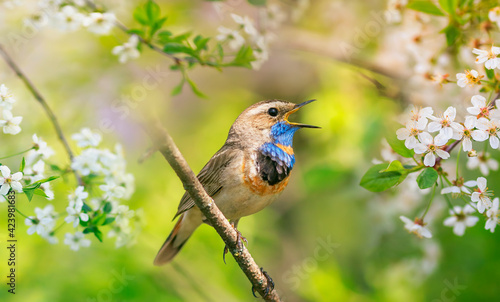 songbird a male varakushka sits in a blooming spring garden on a sunny day and sings a song