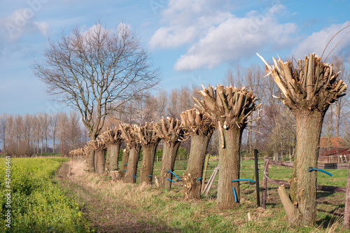 A row of freshly pruned willow trees