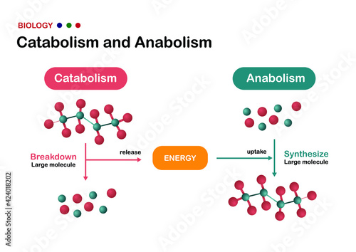 Biological diagram explain difference of catabolism and anabolism. The synthesis and breakdown large molecule with ATP as energy.