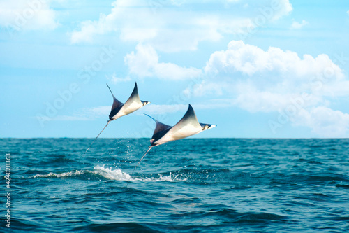 Mantarraya saltando sobre el oceano pacifico 