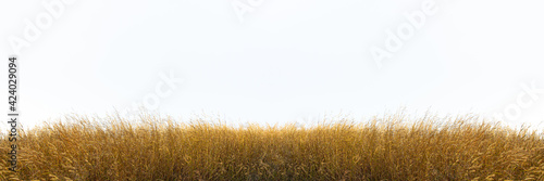 Tall yellow wild grass against an isolated white sky ,background.