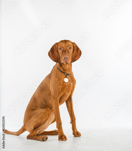 Hungarian vizsla dog in the studio