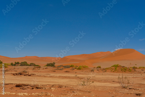 Beautiful landscape with red dunes at Sossusvlei, Namib Naukluft National Park with trees