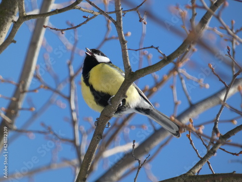 Great tit (Parus major) perched on the tree branch and singing, Gdansk, Poland