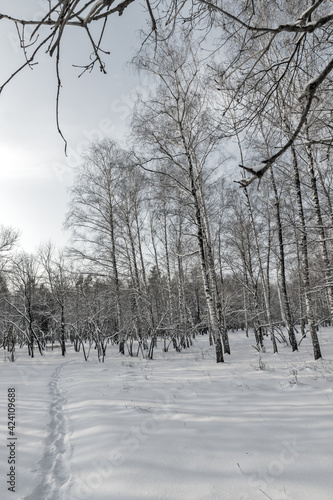 Snow in forest Birch