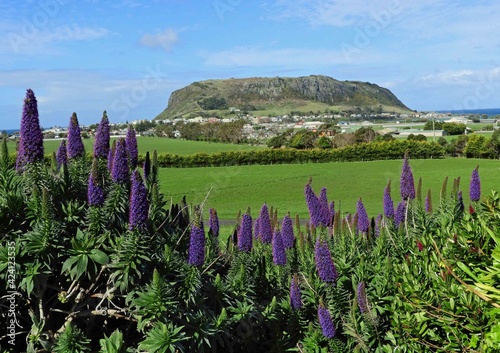 pretty purple echium flowers and the stanley nut on a sunny summer day near the bass strait in stanley, tasmania, australia co