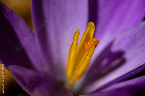 Crocus plant in the forest, macro 