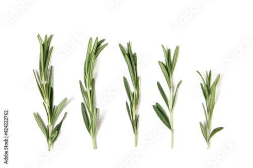 fresh green rosemary isolated on white. top view. elements for design