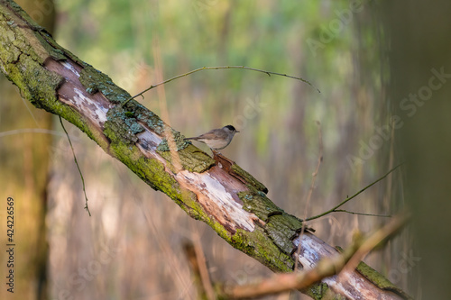 Ptak sikorka uboga (Poecile palustris) odpoczywa na pniu w lesie gdzieś daleko w Polsce