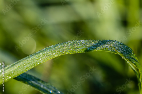 Poranna rosa na trawie, wodne kropelki w słońcu - czułe refleksy, które powstają przy robieniu zdjęcia pod słońce