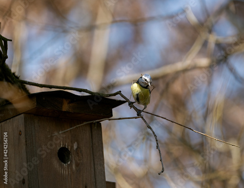 Blue Tit during the construction of the nest