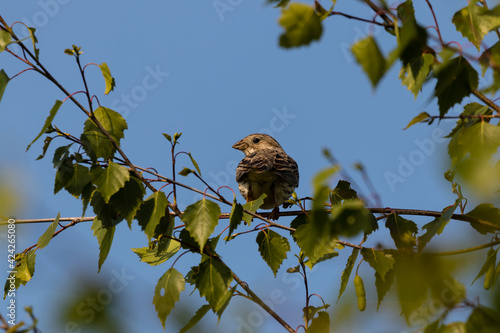 Ptak Potrzeszcz siedzi na gałęzi (Emberiza calandra) - ptak siedzi nieruchomo na drzewie między zielonymi liśćmi