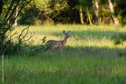 Samica Sarna Koza Capreolus spaceruje na zielonej łące, słoneczna ciepła łąka w rezerwacie przyrody, naturalna ostoja zwierzyny
