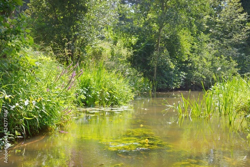 River in a green summer forest. Germany. Natural habitat for American spiny-cheek high crayfish Orconectes Limosus. Nature, wildlife, zoology, biology, ecosystems, environmental conservation