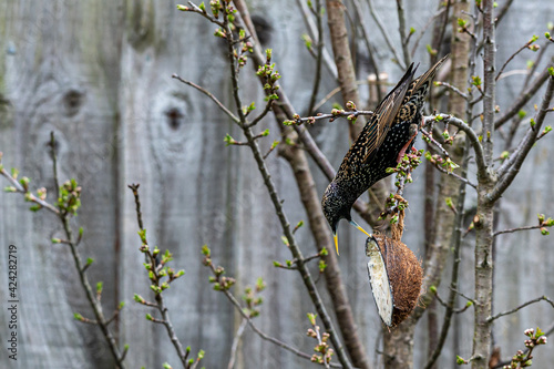 Garden wildlife as a starling bird, sturnus vulgaris, hanging upside down from tree branches and feeding from a coconut suet feeder