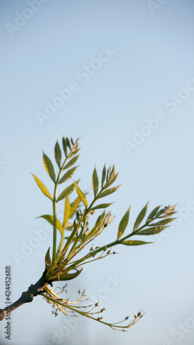 Hojas verdes en ramas de árbol sobre cielo azul