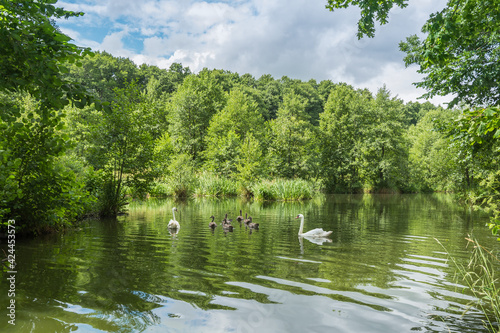A family of mute swans (Cygnus olor) in the middle of summer. Two adult birds and six chicks swim in the forest lake