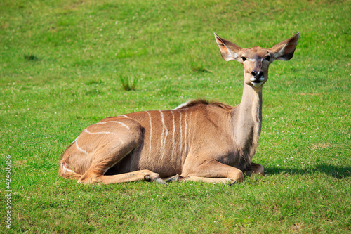 Łania Impala na trawie