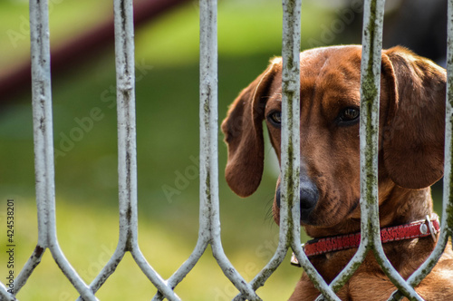 Dog breed dachshund at the goal post.