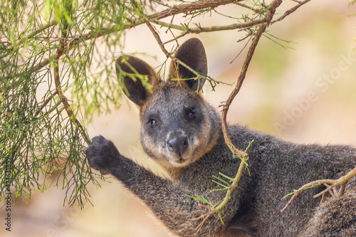 Swamp Wallaby (Wallabia bicolor). A unique Australian macropod with a dark black-grey coat with a distinctive light-coloured cheek stripe.