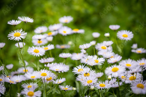 Summer meadow with blooming daisy-like flowers. Small-petalled garden flowers (Erigeron annuus) on a lawn on a warm summer day. Flowers with light purple petals