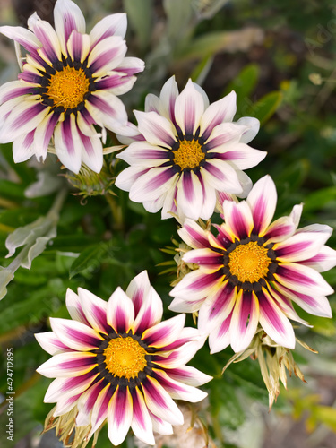 Closeup red and white Gazanias in garden