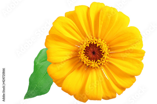 Yellow zinnia with leaf isolated on white. Very detailed
